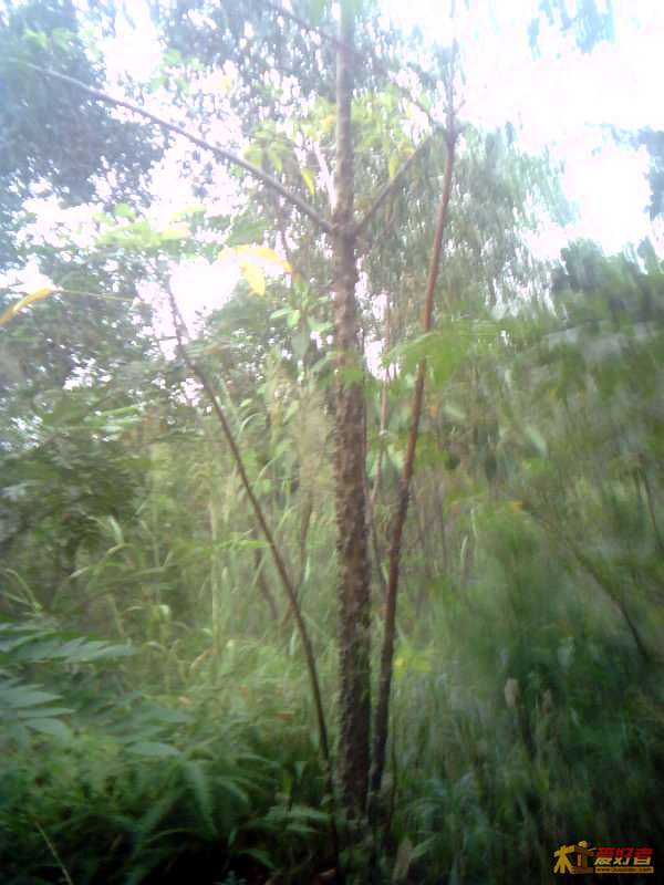 PIC00017.JPG