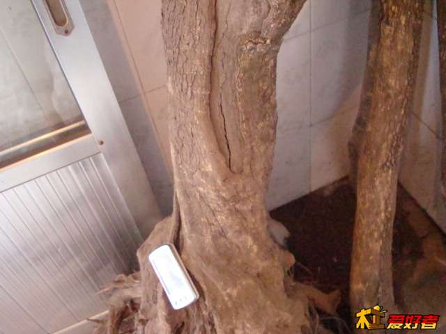 就是它了