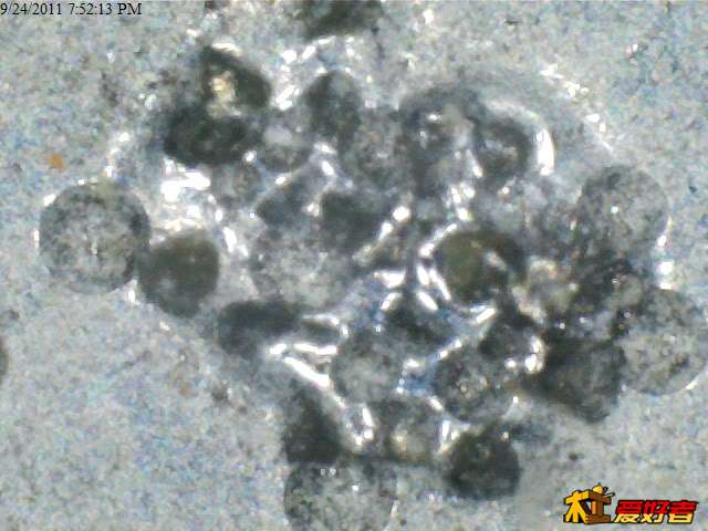 Atoma140micro1.jpg