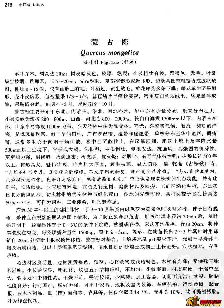蒙古栎1.jpg