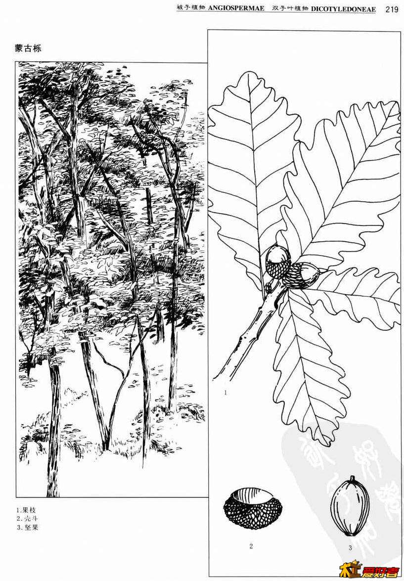蒙古栎2.jpg