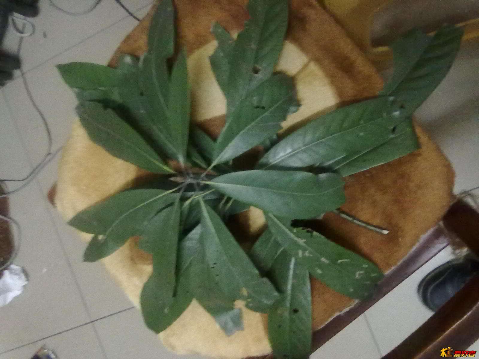 20130308815.jpg