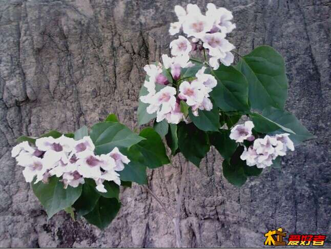 楸树花.jpg