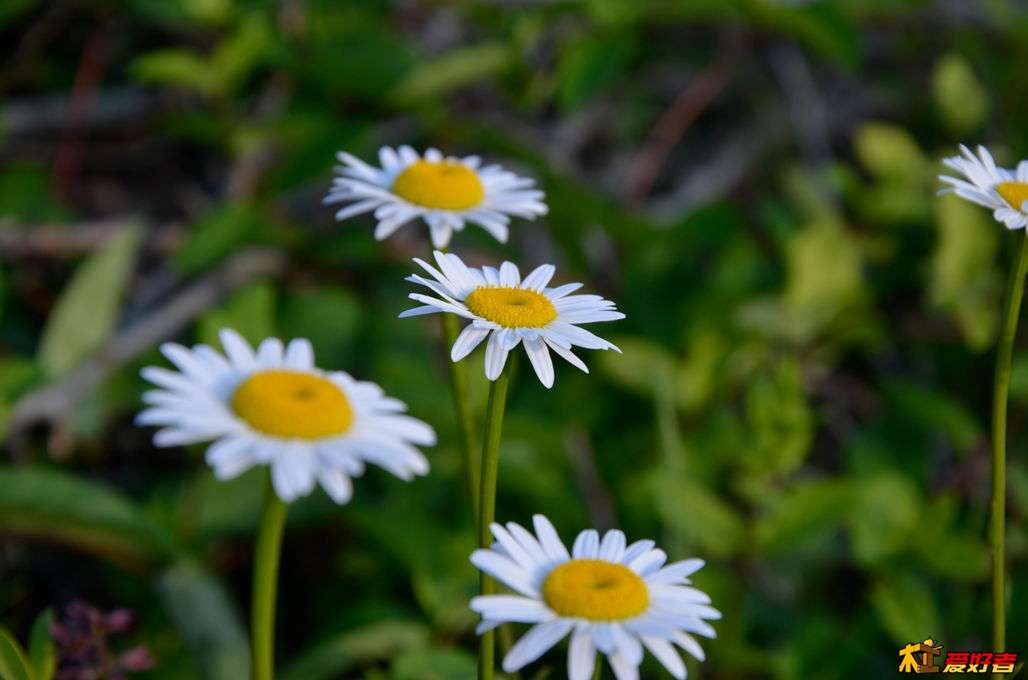 _DSC4723_副本.jpg