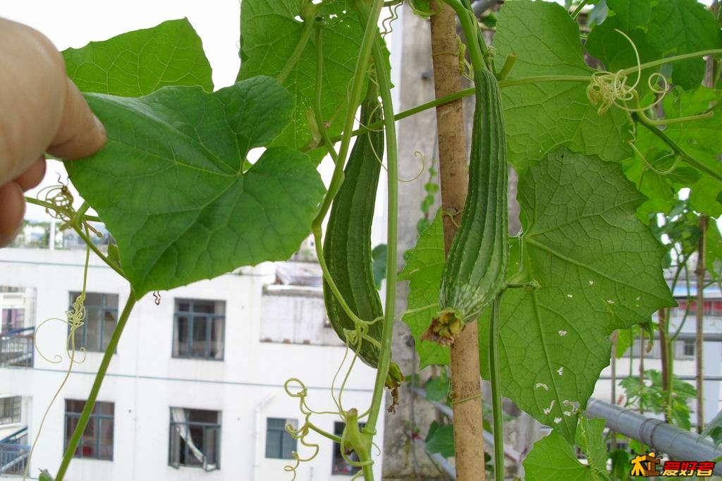20130605012.JPG
