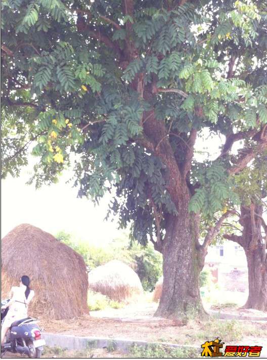 树很高，估计有约15米