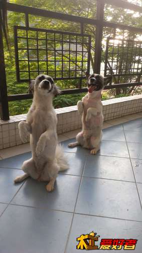 同学家的狗狗，可爱吧