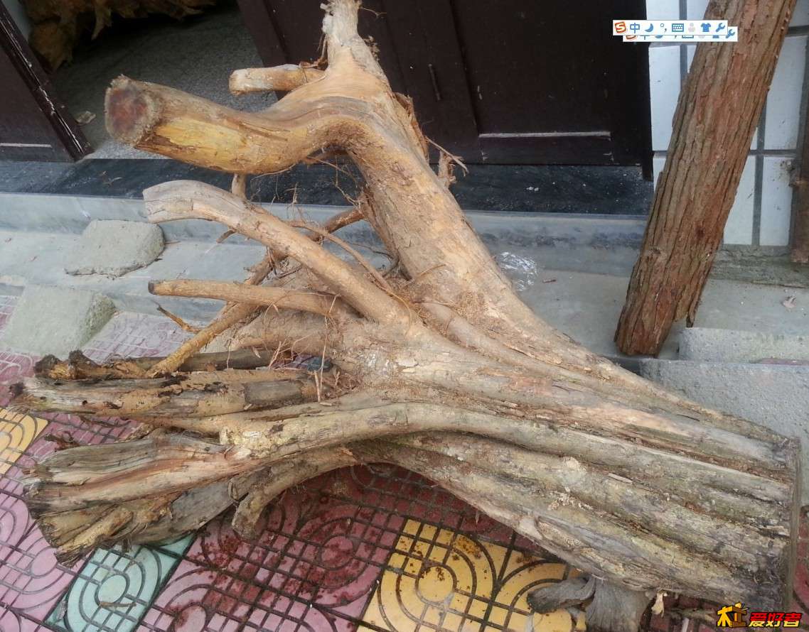 这是什么木，柘木吗