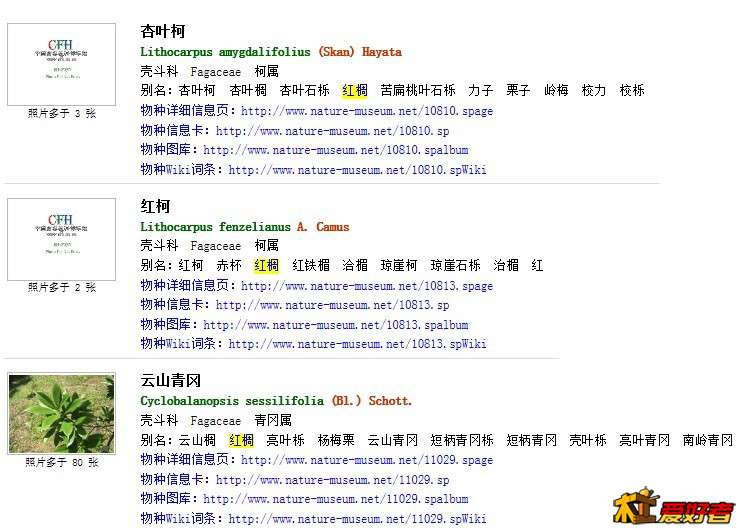 红椆品种2.jpg