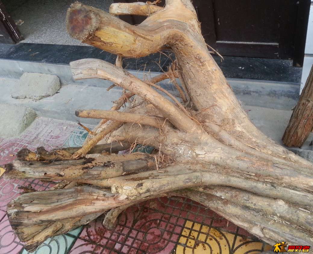 柘木不？