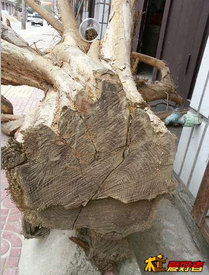 这是柘木吗