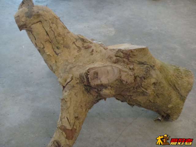 枫树根