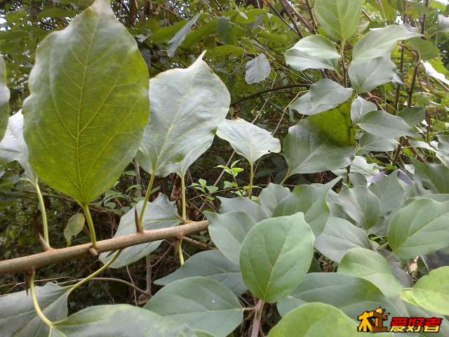 这个很清晰了，