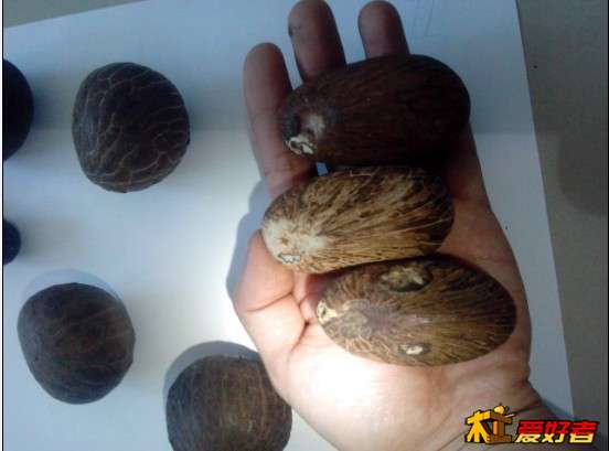 细长型象牙果果