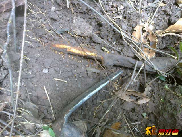 常常的细根.jpg