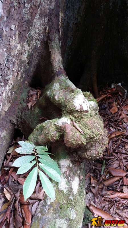 根瘤