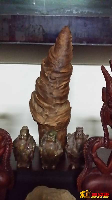 帝王木根