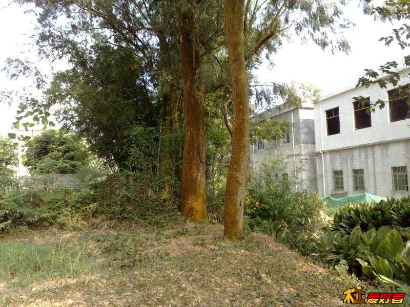 小叶子桉，很粗喔