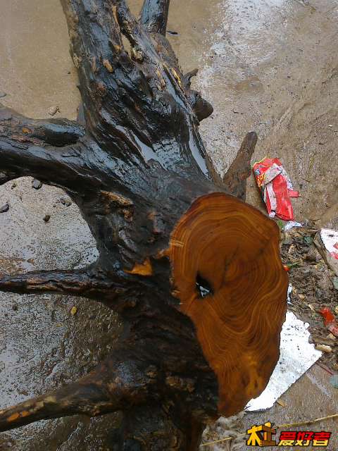 20140127697.jpg