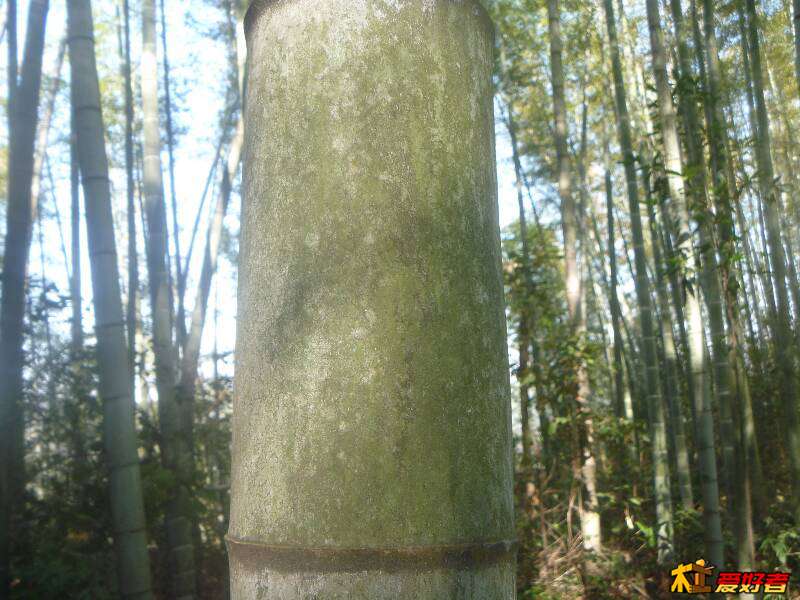 ylzl002.jpg