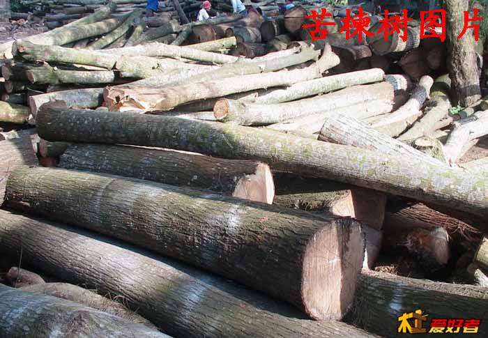 苦楝树.jpg