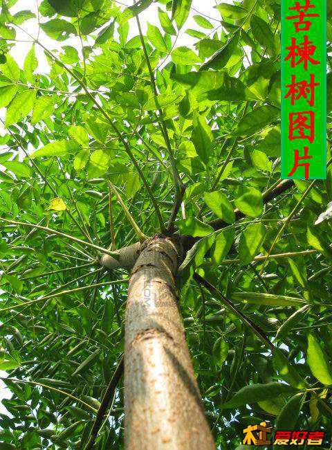 旋转 苦楝树图片.jpg