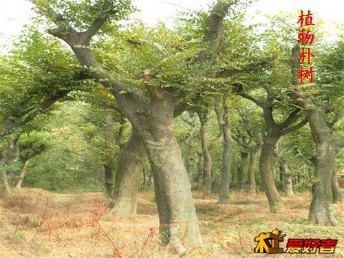 植物朴树.jpg