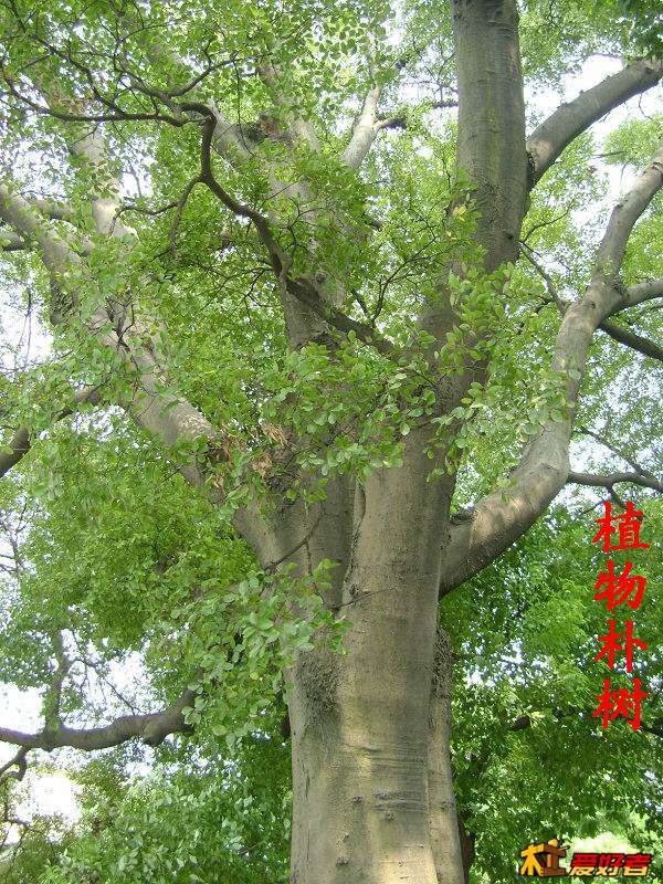 植物朴树1.jpg
