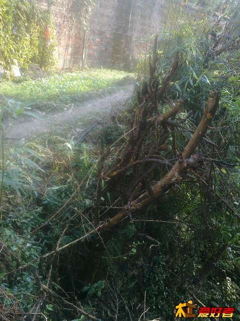 20131128488.jpg