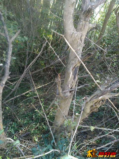 20131129490.jpg