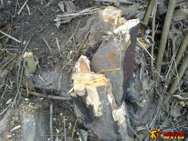 锯了树根.jpg