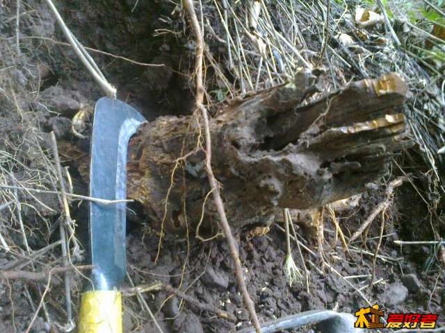 20131001378.jpg