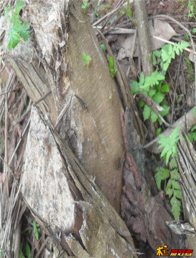 SDC14591.JPG
