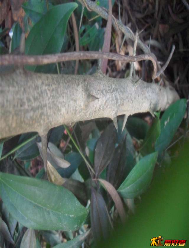 SDC14621.JPG
