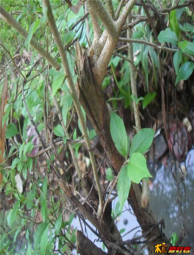 SDC14623.JPG