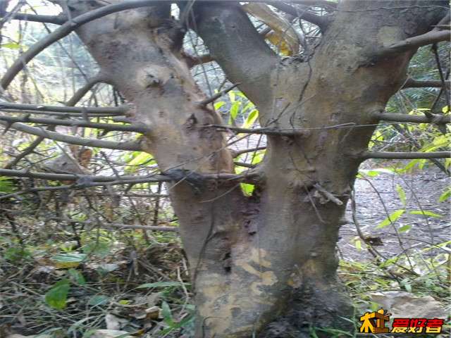 活树.jpg