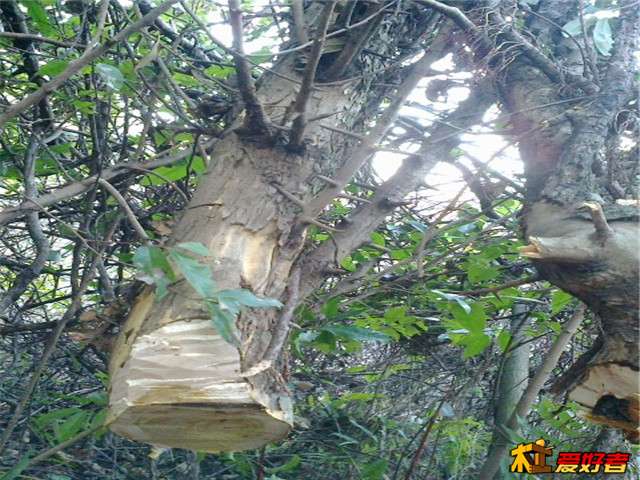 20140121646.jpg