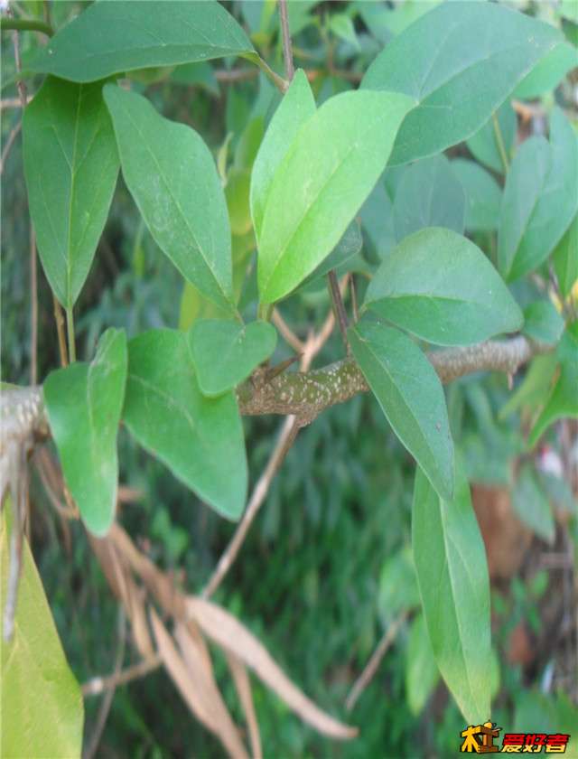 SDC14620.JPG
