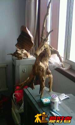 IMG0409A.jpg