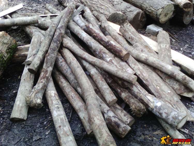 不知名的木和牛角木