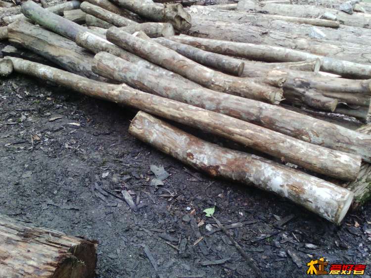 不知名的木和牛角木