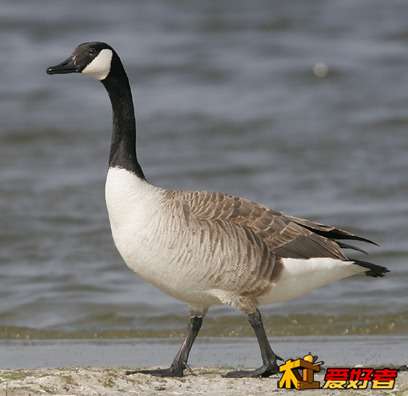Canada Goose