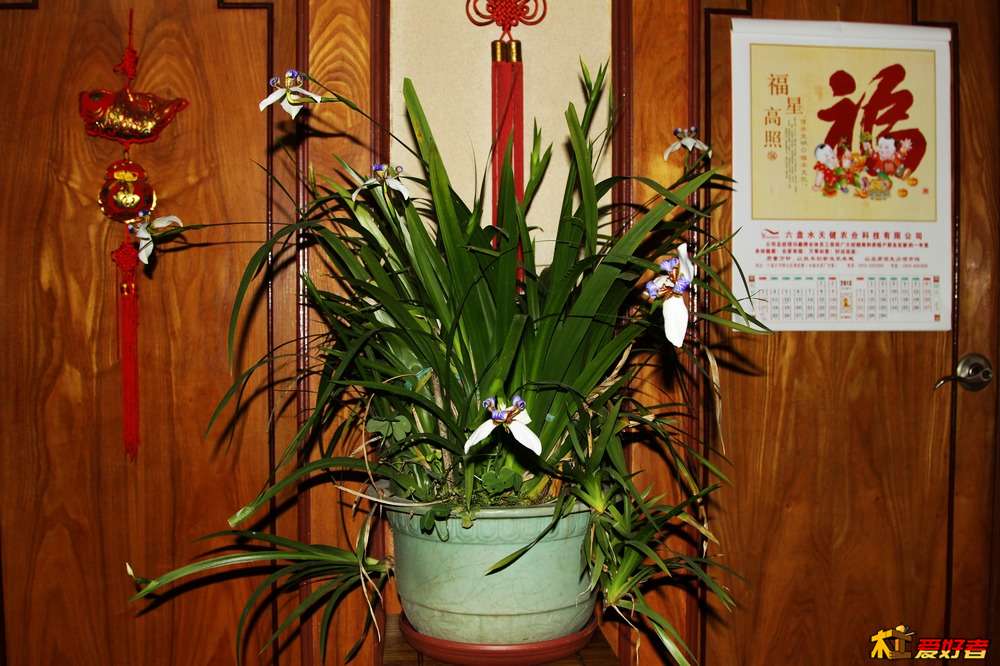 IMG_1905鸢 尾 花.jpg