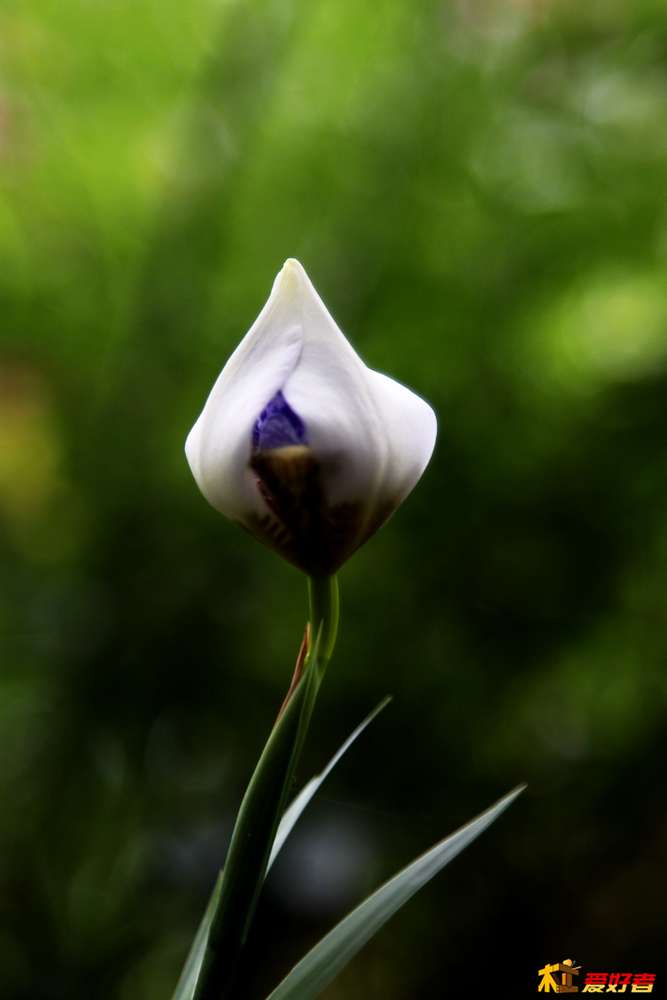 IMG_1912鸢 尾 花.jpg