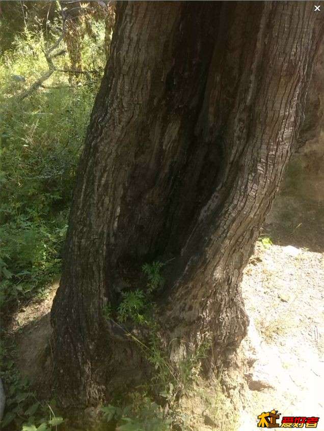 老枣树，听说被雷劈过，我大奶奶说她嫁过来的时候好像就这么粗，已经60多年前的事情了