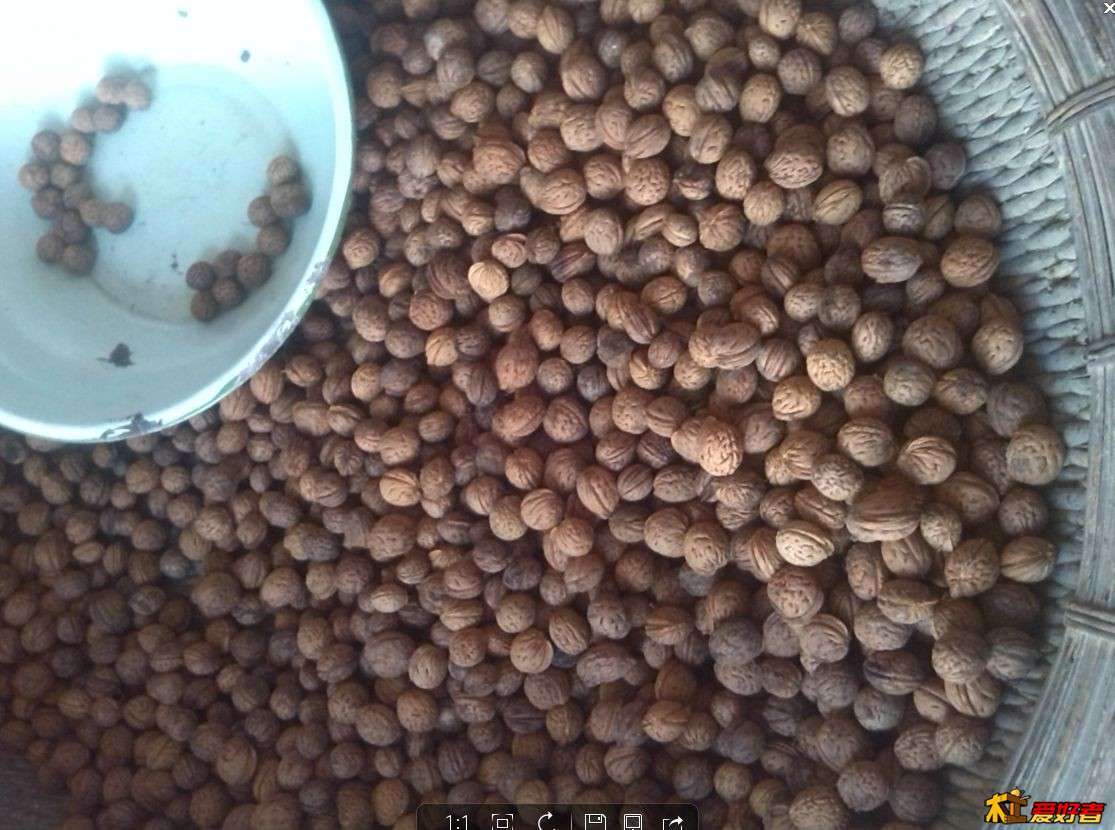 山桃核，有人去老家收，4块5一斤，我爸爸去山上捡的。