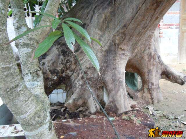 DSCN6266.jpg