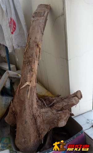 树桩三，请自动忽略背景