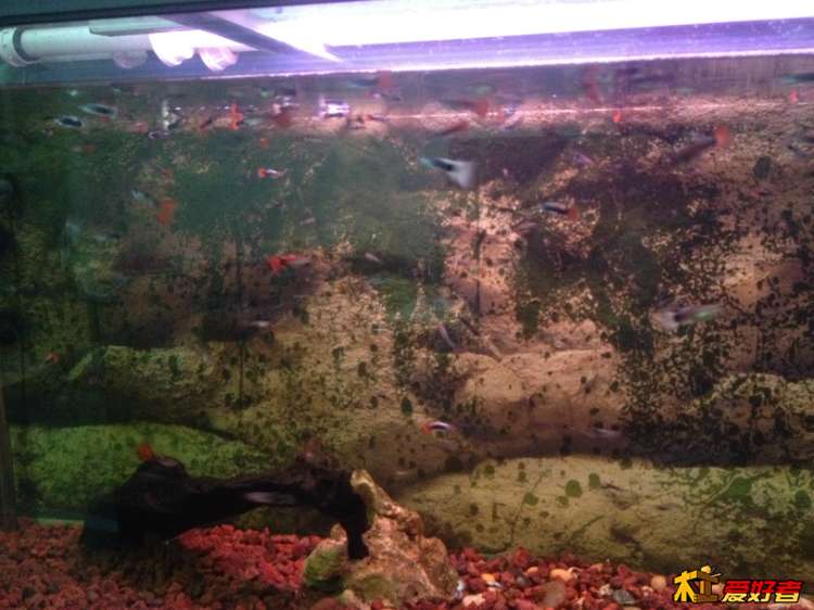 家养小鱼生鱼