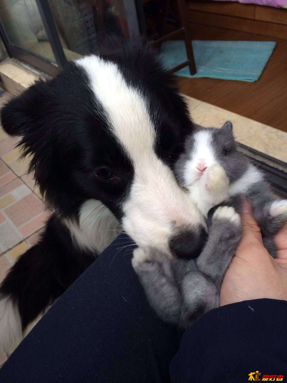 家养小兔生的可爱不 